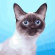/album/overigen/cat-2-jpg/